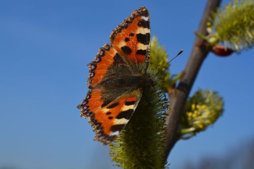 little fox butterfly animal