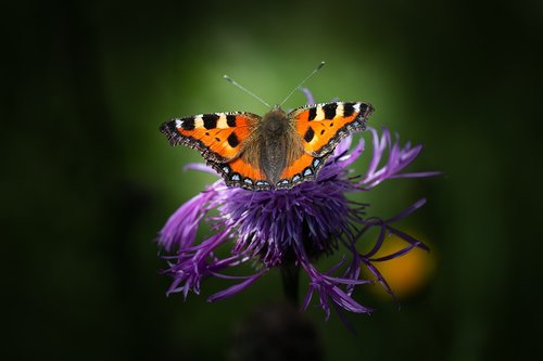 little fox  butterfly  edelfalter