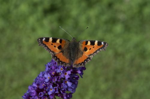 little fox butterfly insect