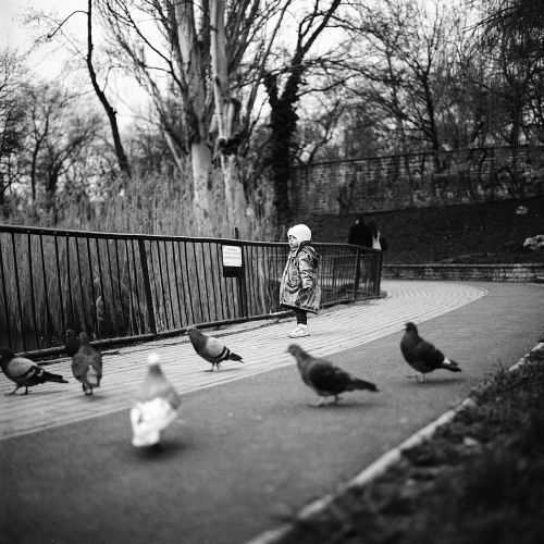 little girl pigeons girl
