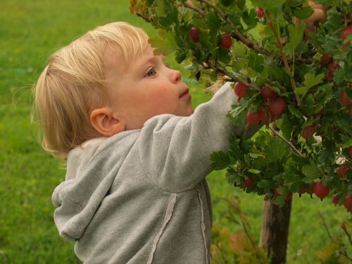 little girl berries summer