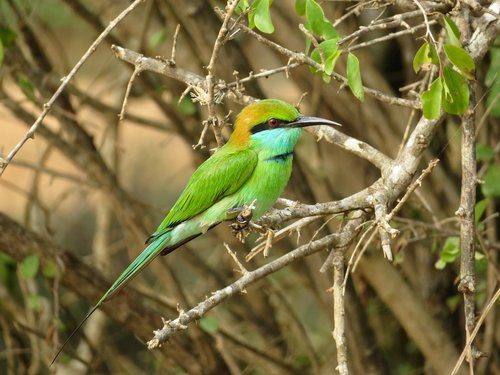 little green bee-eater  bird  wildlife
