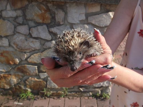 little hedgehog prickly animal prickly-backed animal