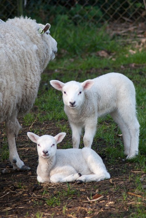 little lamb sheep cute  animal kingdom  nature
