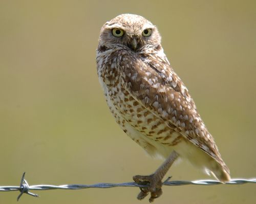 little owl perched wire