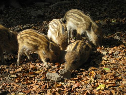 little pig wild boars young animals