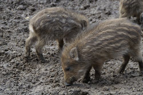 little pig wild boars litter