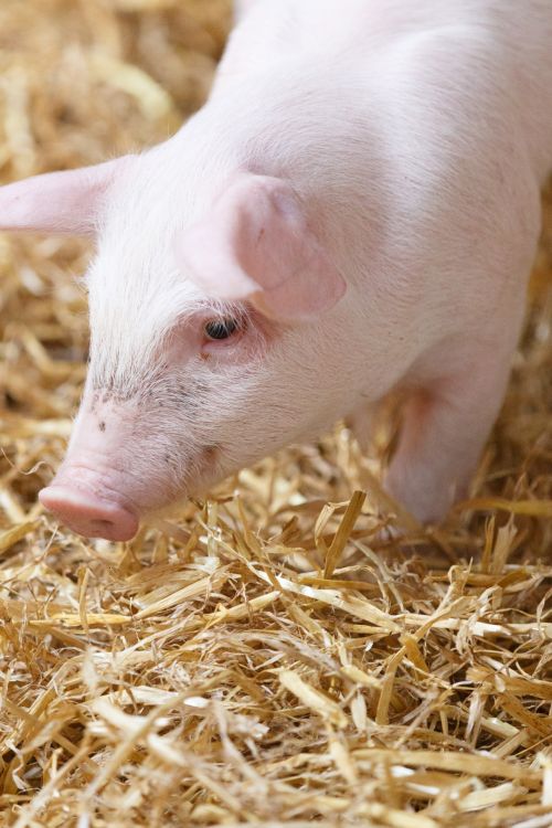 Little Pig In Barn