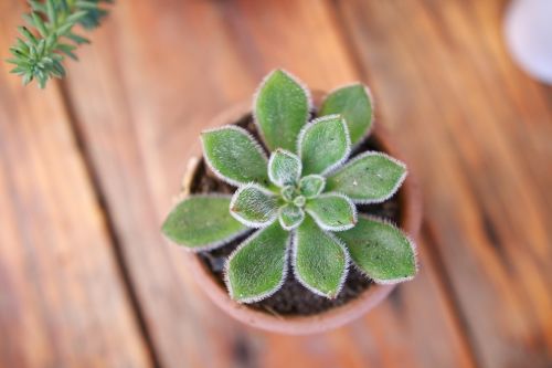 little plant succulent table plant