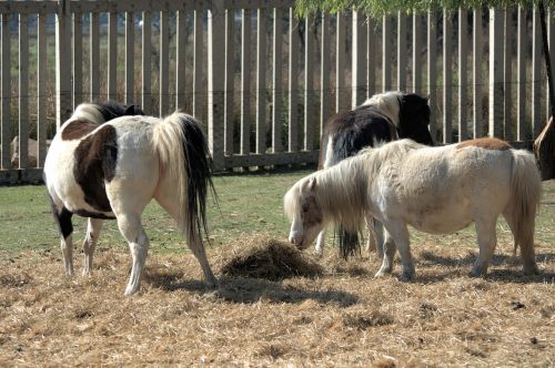 little ponies country children