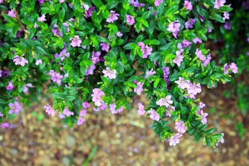 Little Purple Flowers