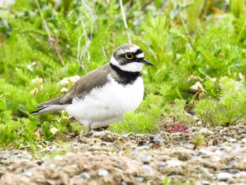 little ringed plover bird nature