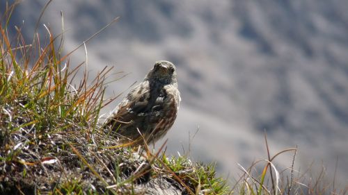 little sparrow little bird nature