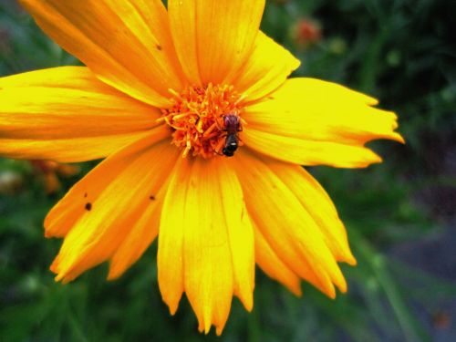 Little Wasp On Yellow Daisy