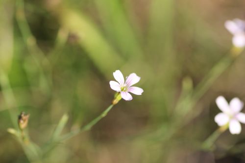 little white flower macro meadow