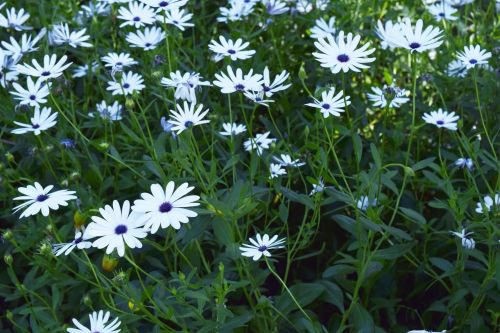 Little White Flowers 11