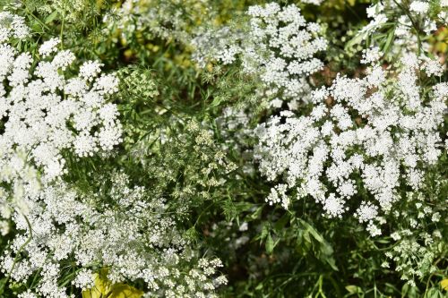 Little White Flowers 9