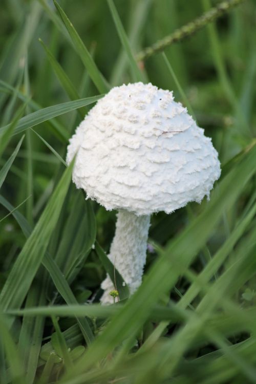 Little White Mushroom In Grass