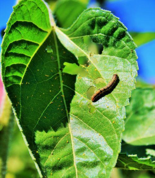 Little Worm On Sunflower Leaf