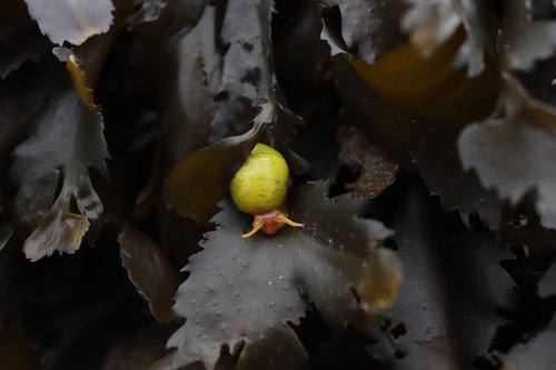 littorina obtusata  snail  gastropod