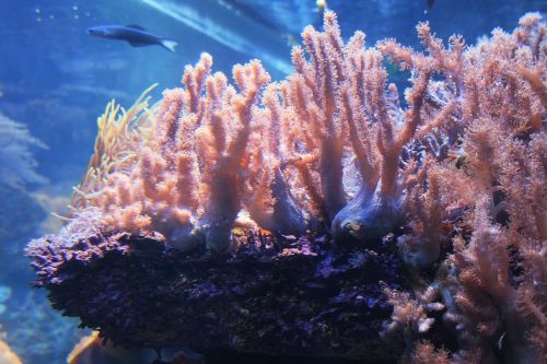 Live Coral In Aquarium