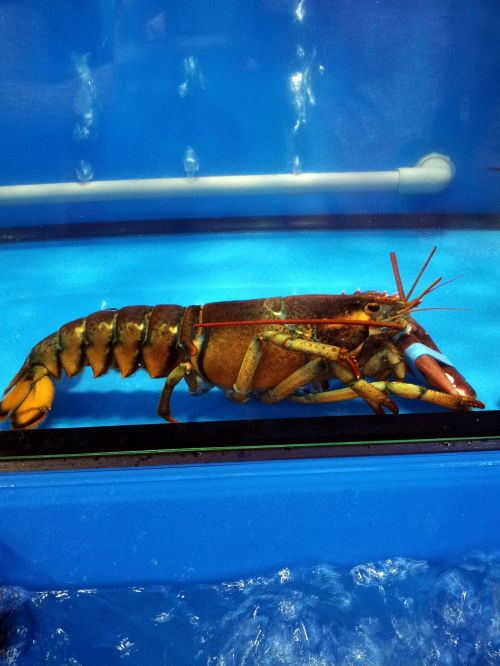Live Lobster In The Water