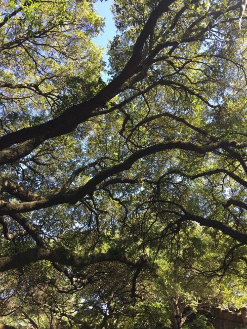 live oak tree canopy