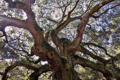 live oak  ancient  angel oak