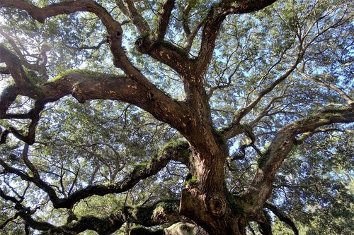 live oak  angel oak  ancient