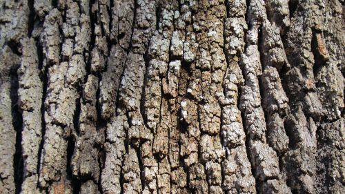 live oak tree bark brown