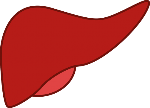 liver medicine organ