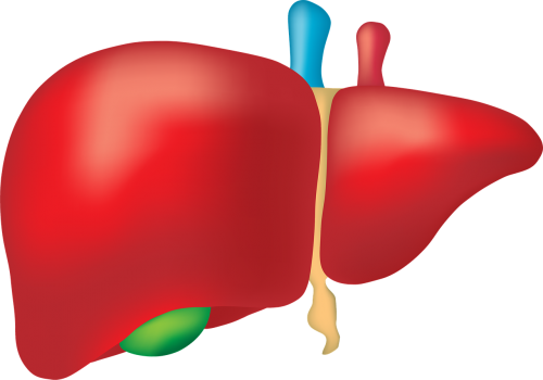 liver organ anatomy