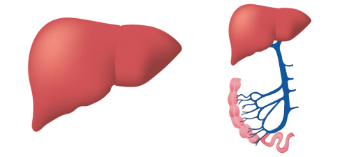 liver biology medical