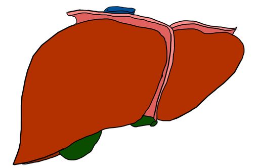 liver  organ  anatomy