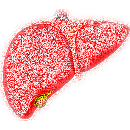 liver  hepatic  organ