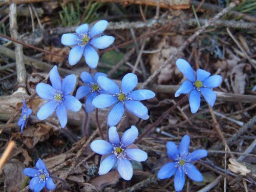 liverleaf liverwort flowers