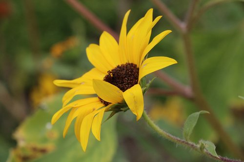 livermore  flowers  california