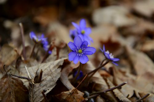 liverwort foliage forest