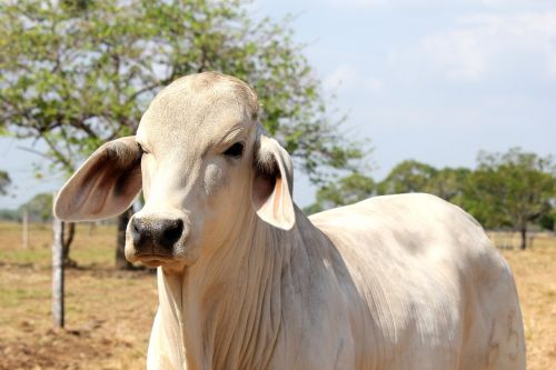 livestock bovine animal