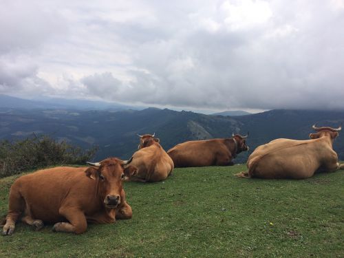 livestock animal nature field