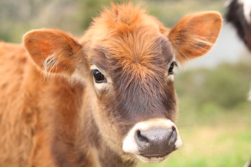 livestock  calf  animal