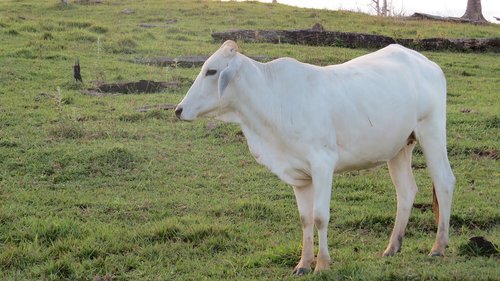 livestock  white  animals