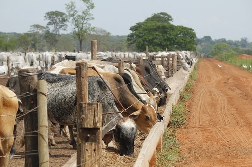 livestock  diet  power