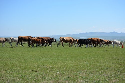 livestock  cows  animals