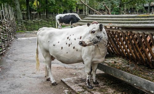 livestock cow animal