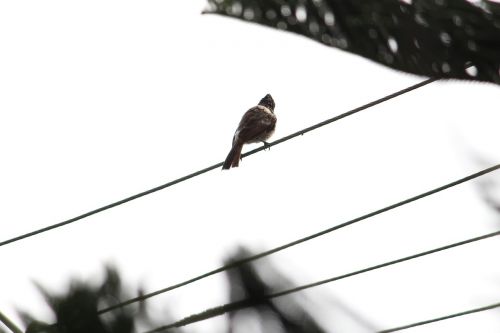 livewire sparrow bird