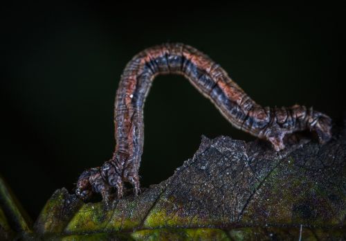 living nature larva bespozvonochnoe