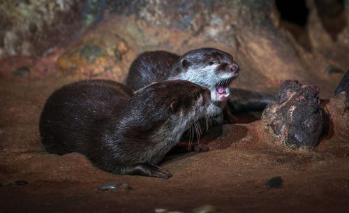 living nature nature otter