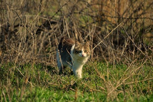 living nature nature animals