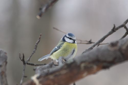 living nature bird nature